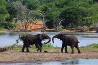 Kruger NP - Elephant Family 5